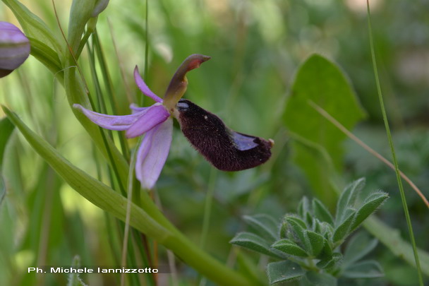 Ophrys bertolonii subsp. bertolonii Moretti